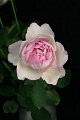 Rosa Pink Yves-Piage